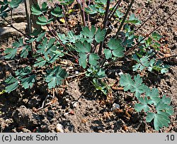 Aquilegia chaplinei