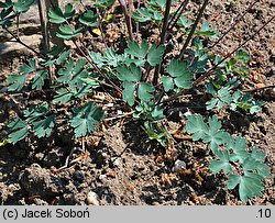 Aquilegia chaplinei