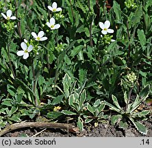 Arabis ferdinandi-coburgi ‘Variegata’