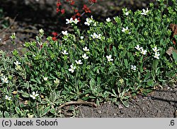 Arabis ferdinandi-coburgi ‘Variegata’