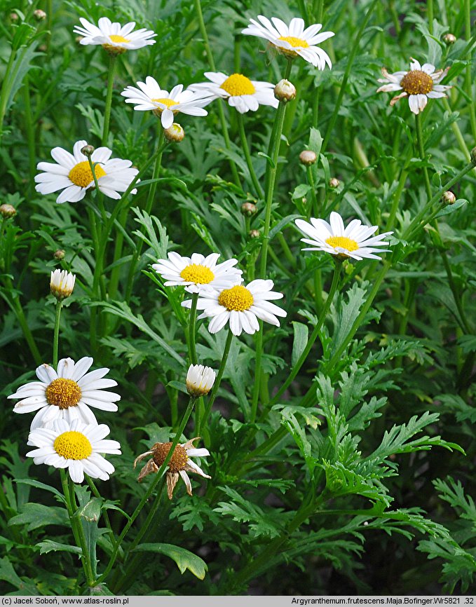 Argyranthemum frutescens Maja Bofinger