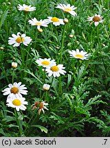 Argyranthemum frutescens (argyrantema krzewiasta)