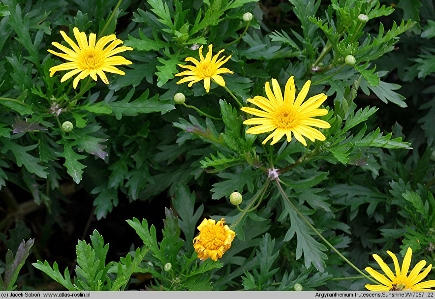 Argyranthemum frutescens Sunshine