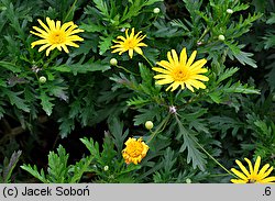 Argyranthemum frutescens (argyrantema krzewiasta)