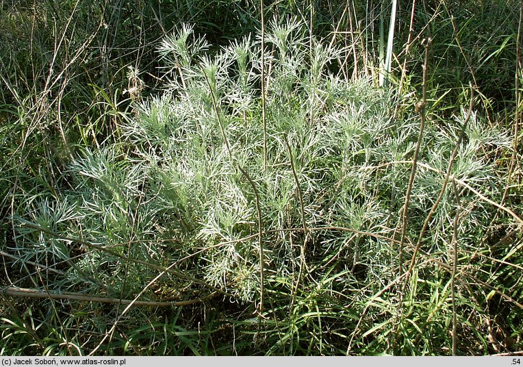 Artemisia campestris ssp. sericea