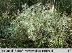 Artemisia campestris ssp. sericea