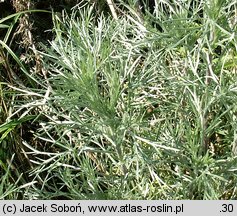 Artemisia campestris ssp. sericea