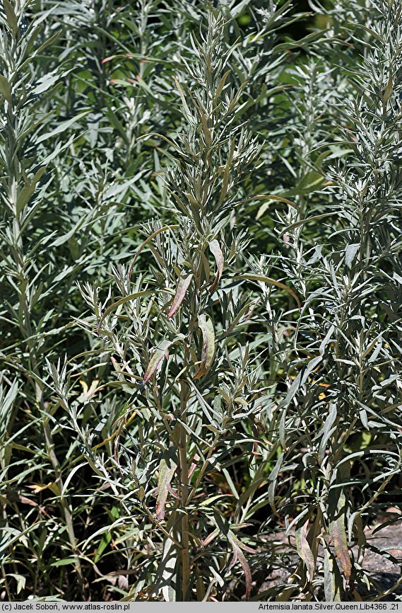 Artemisia lanata (bylica wełnista)