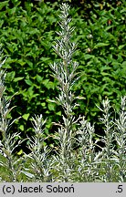 Artemisia lanata (bylica wełnista)