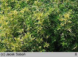 Artemisia vulgaris Aureovariegata