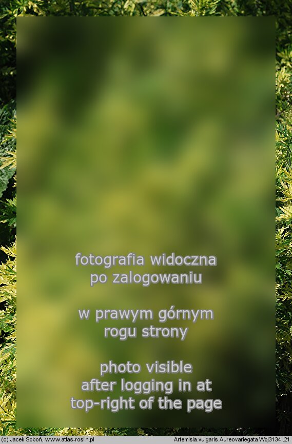 Artemisia vulgaris Aureovariegata