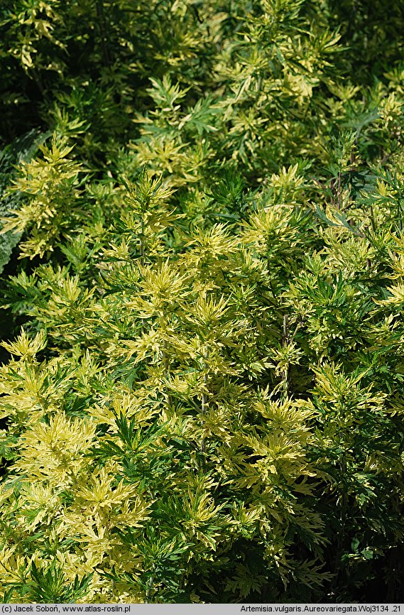 Artemisia vulgaris Aureovariegata