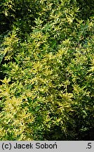 Artemisia vulgaris Aureovariegata