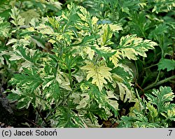 Artemisia vulgaris Oriental Limelight