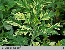 Artemisia vulgaris Oriental Limelight