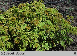 Aruncus asiaticus