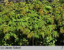 Aruncus asiaticus