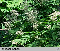 Aruncus asiaticus