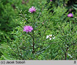 Symphyotrichum novi-belgii (aster nowobelgijski)