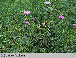 Symphyotrichum novi-belgii (aster nowobelgijski)