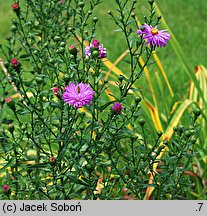 Symphyotrichum novi-belgii Patricia Ballard