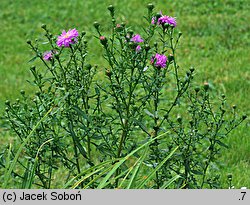 Symphyotrichum novi-belgii Patricia Ballard