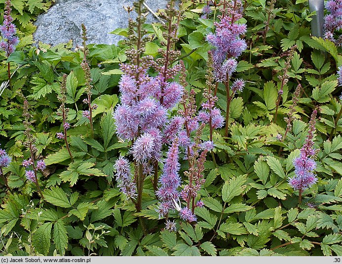 Astilbe chinensis var. pumila (tawułka chińska)