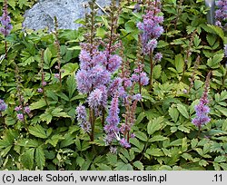 Astilbe chinensis Pumila