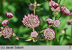 Astrantia major Ruby Cloud