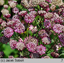 Astrantia major Ruby Cloud