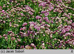 Astrantia major Ruby Cloud