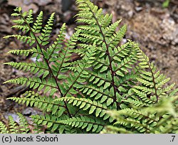 Athyrium otophorum (wietlica uszkowata)