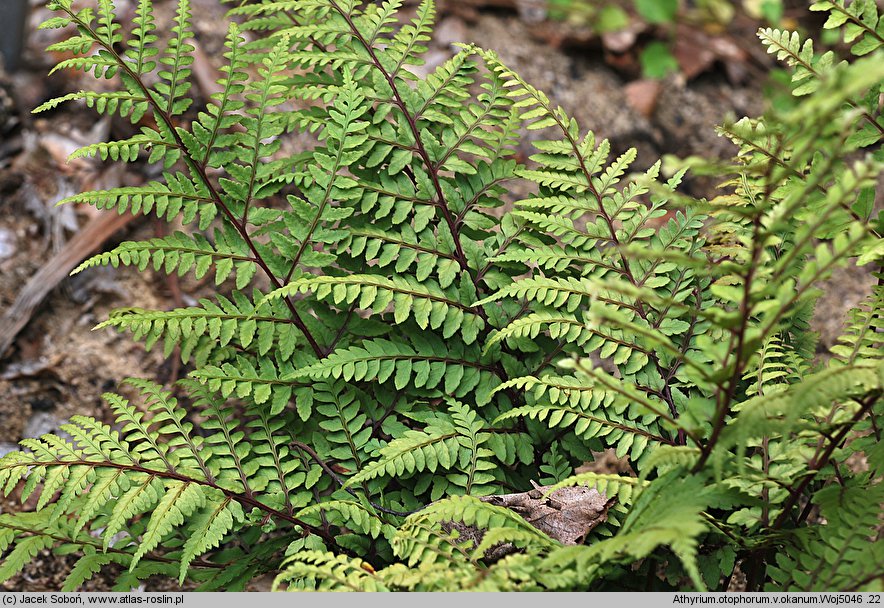 Athyrium otophorum (wietlica uszkowata)