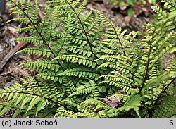 Athyrium otophorum (wietlica uszkowata)