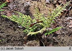 Athyrium otophorum (wietlica uszkowata)