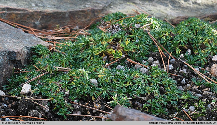 Azorella trifurcata (azorella trójwidlasta)