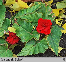 Begonia ×tuberhybrida (begonia bulwiasta)