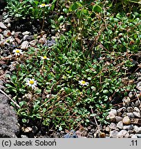 Bellium bellidioides