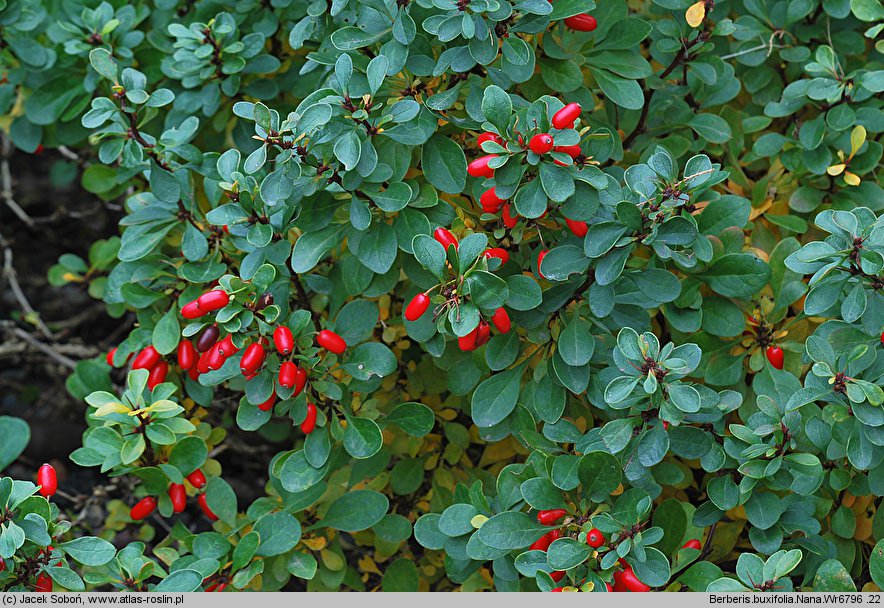 Berberis buxifolia (berberys bukszpanolistny)