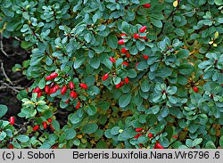 Berberis buxifolia (berberys bukszpanolistny)