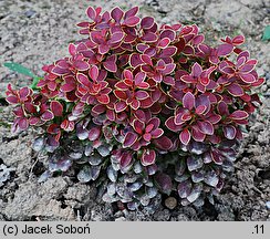 Berberis thunbergii Admiration