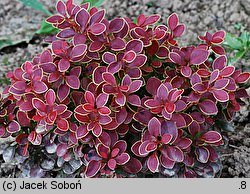 Berberis thunbergii Admiration