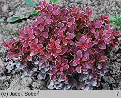 Berberis thunbergii Admiration