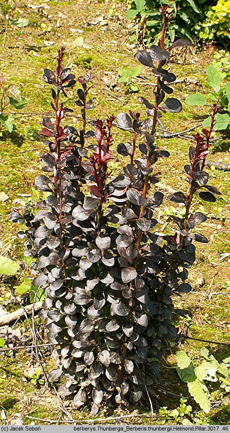 Berberis thunbergii Helmond Pillar