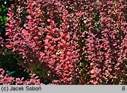 Berberis thunbergii Orange Rocket