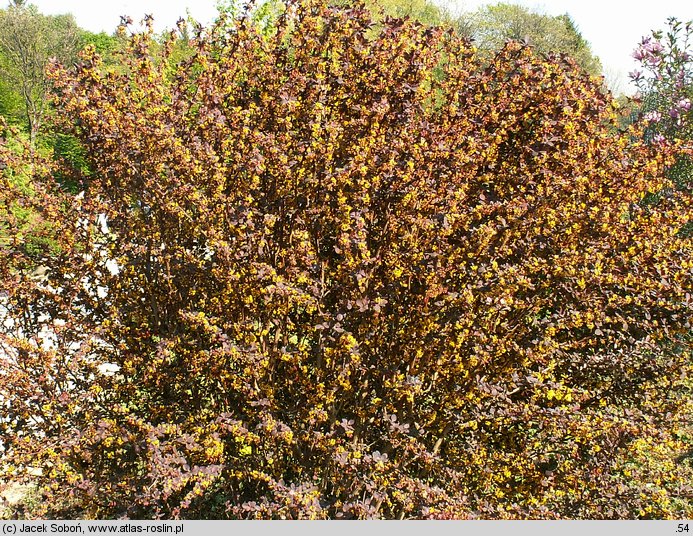 Berberis xottawensis