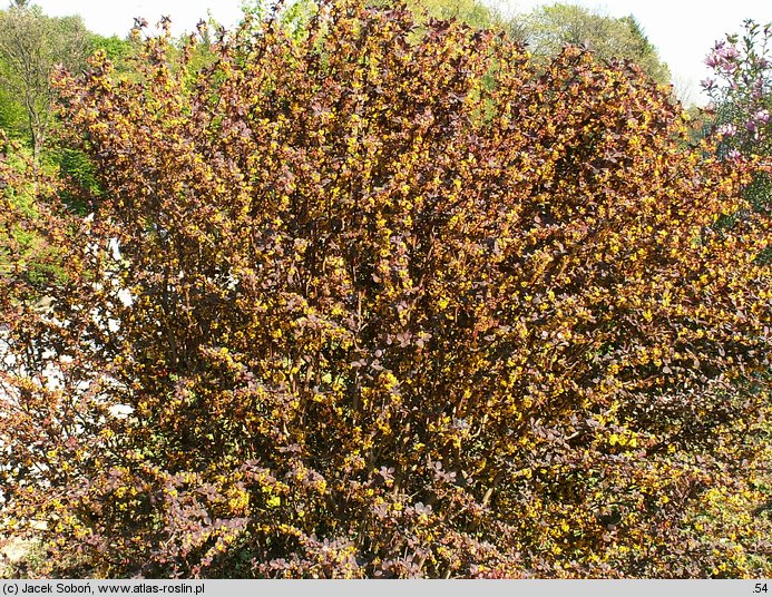 Berberis xottawensis