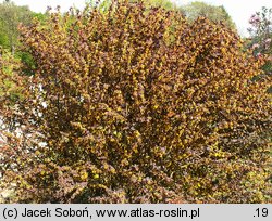 Berberis xottawensis