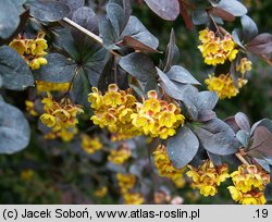 Berberis xottawensis