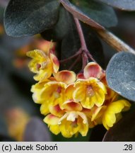 Berberis xottawensis